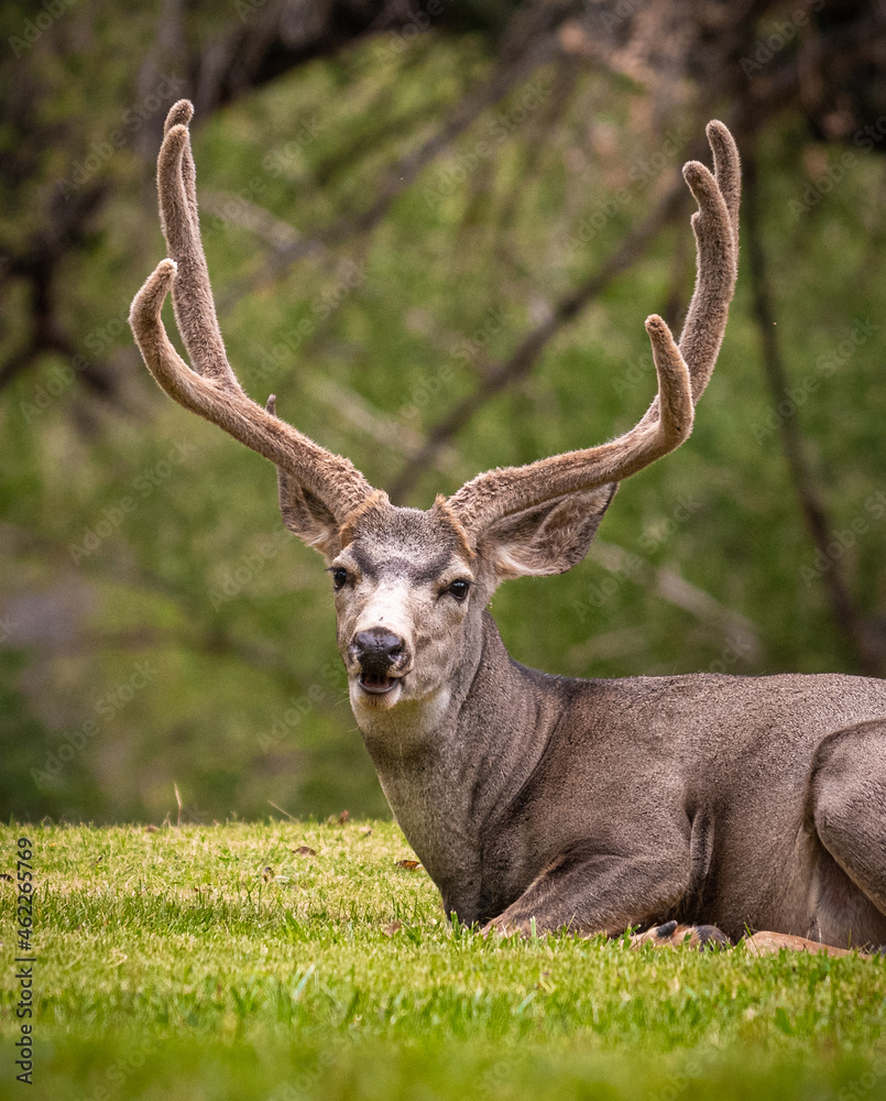 Obraz premium Buck