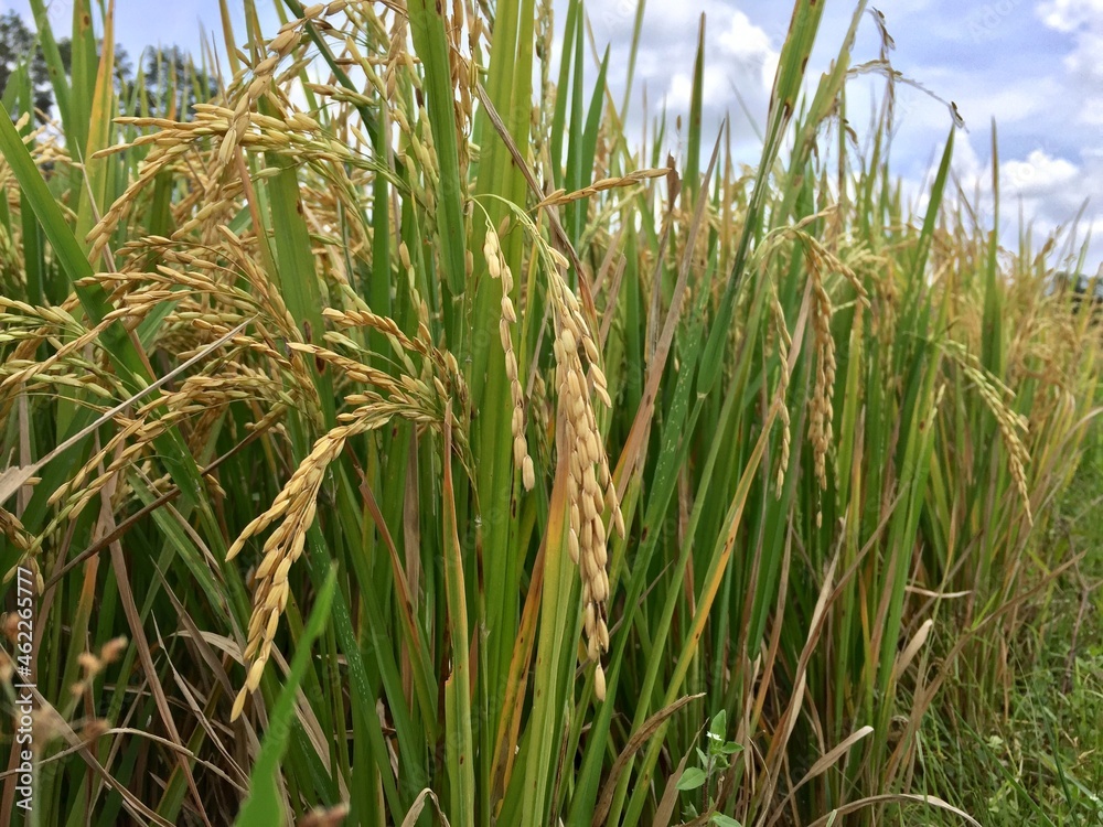 Obraz premium Indonesian local rice ready for harvest in a few weeks. The golden yellow color is a sign that the rice is ready to be harvested immediately.