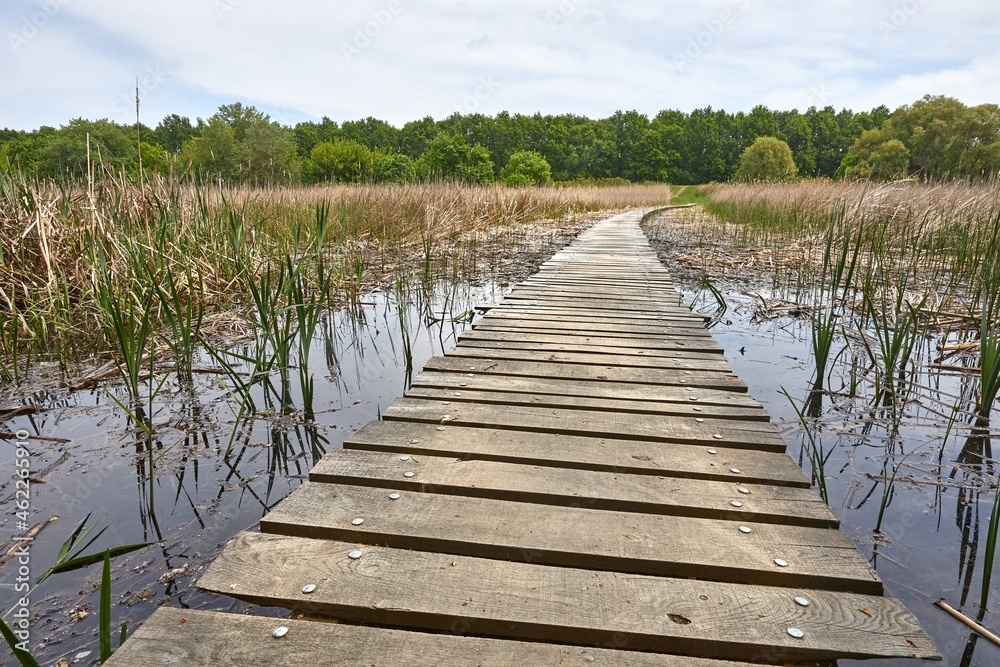 Swamp walking path