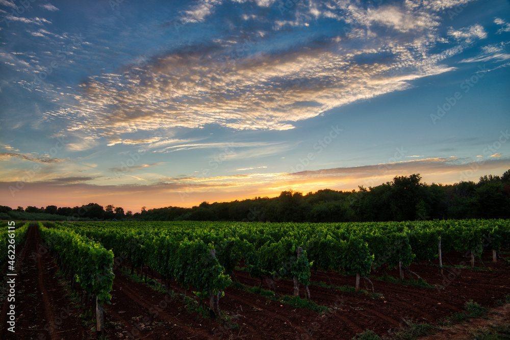 Fototapeta premium Vineyard at sunrise in Novigrad, Croatia