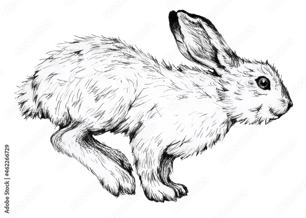 A hand-drawn image of a jumping white hare. Lepus timidus. A hand-drawn image of a jumping white hare. Lepus timidus.