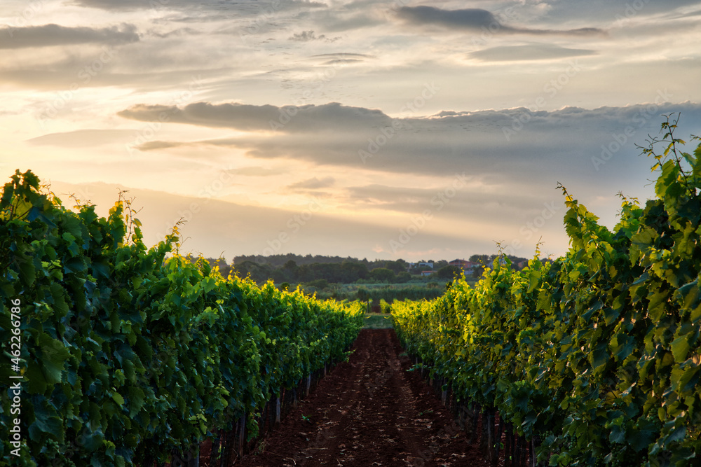 Fototapeta premium Vineyard at sunrise in Novigrad, Croatia