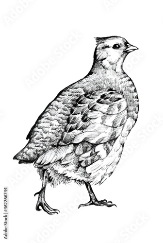 Fotografie, Obraz A hand-drawn image of a partridge Perdix Perdix.