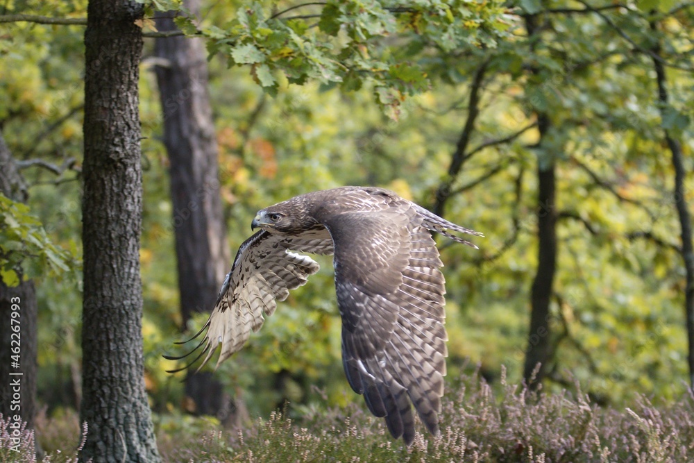 Obraz premium Red-tailed Buzzard