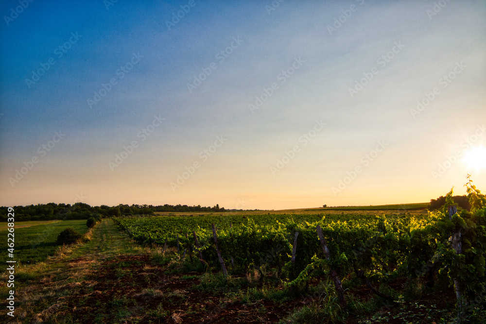 Vineyard at sunrise in Novigrad, Croatia