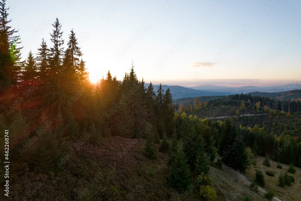 Colorful morning silhouettes of coniferous forest Beautiful sunrise in the mountains