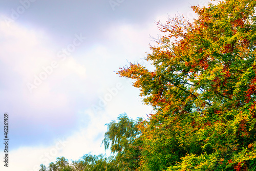 Autumn tree with vibrant leaves against a cloudy autumnal sky,Hampshire,United Kingdom.