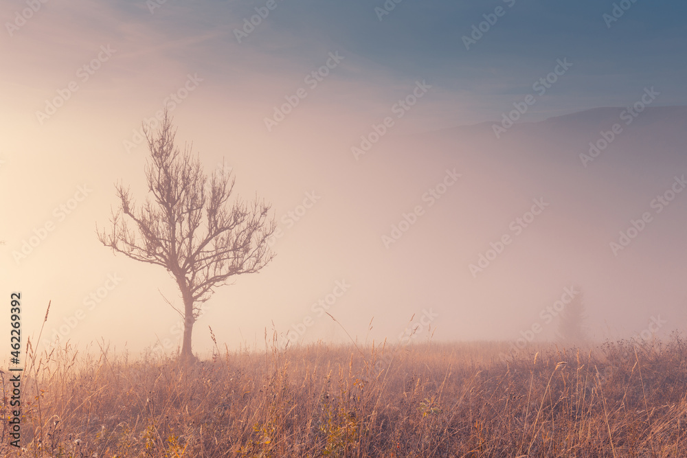 Beautiful morning at autumn mountain hills. Panoramic landscape of foggy mountains with a lonely tree on the hill.