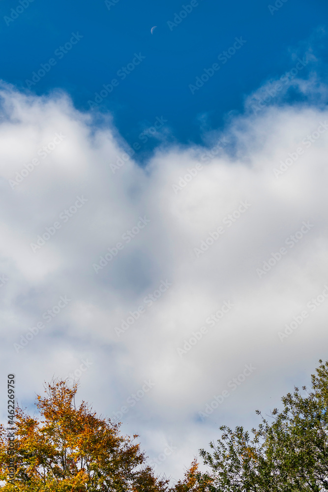 Autumn tree with vibrant leaves against a blue sky with cumulus clouds autumnal sky,Hampshire,United Kingdom. Autumn tree with vibrant leaves against a blue sky with cumulus clouds autumnal sky,Hampshire,United Kingdom.