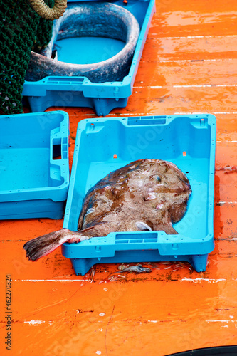 fish fresh from the sea on a boat