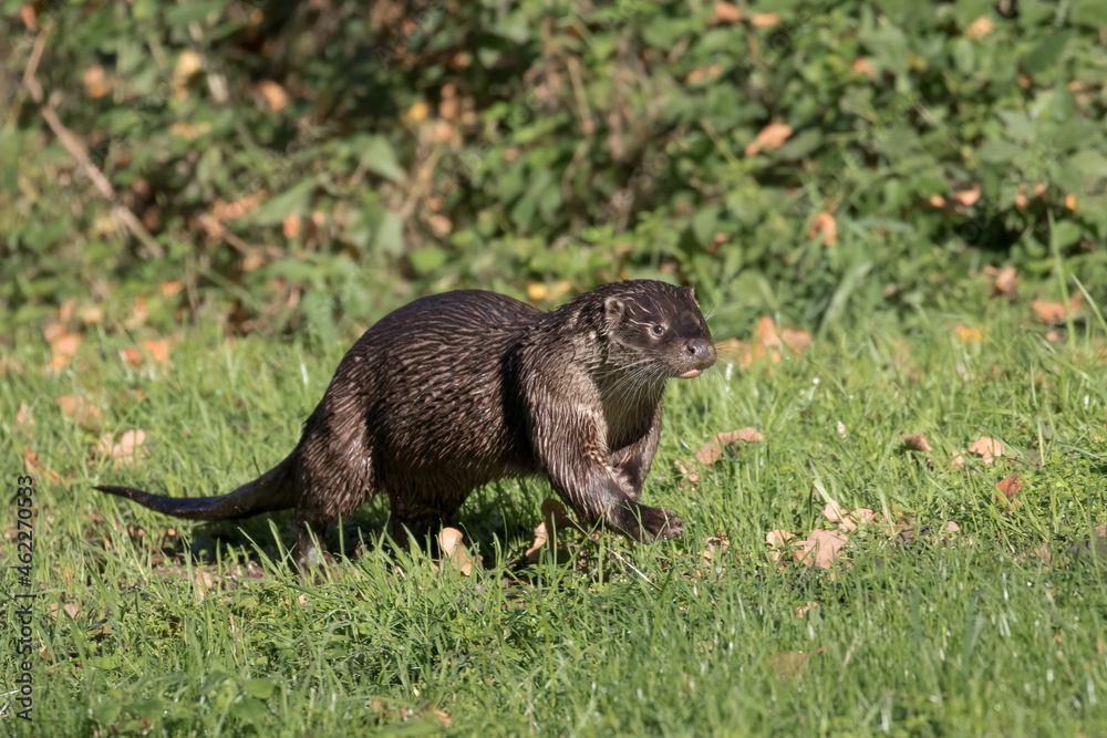 Fototapeta premium European otter, Lutra lutra, emerged from the river and walks on green grass, a predatory mammal of the mustelid family