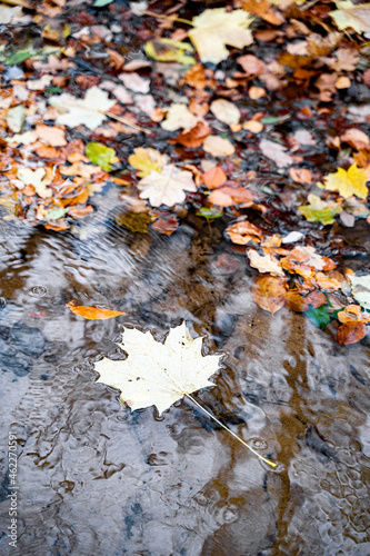 Yellow maple leaf floats next to other foliage on clear transparent fast river with reflections of trees in the water in forest or park on an autumn September or October day. Nature, seasons specific