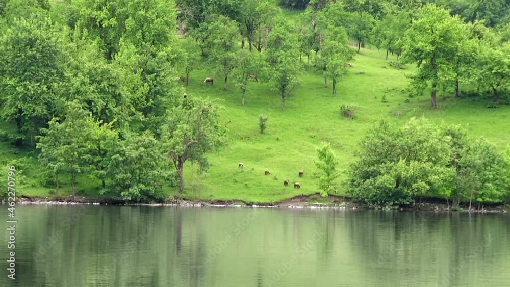 Sheep graze the grass on the hill. Sheep graze the grass on the hill.