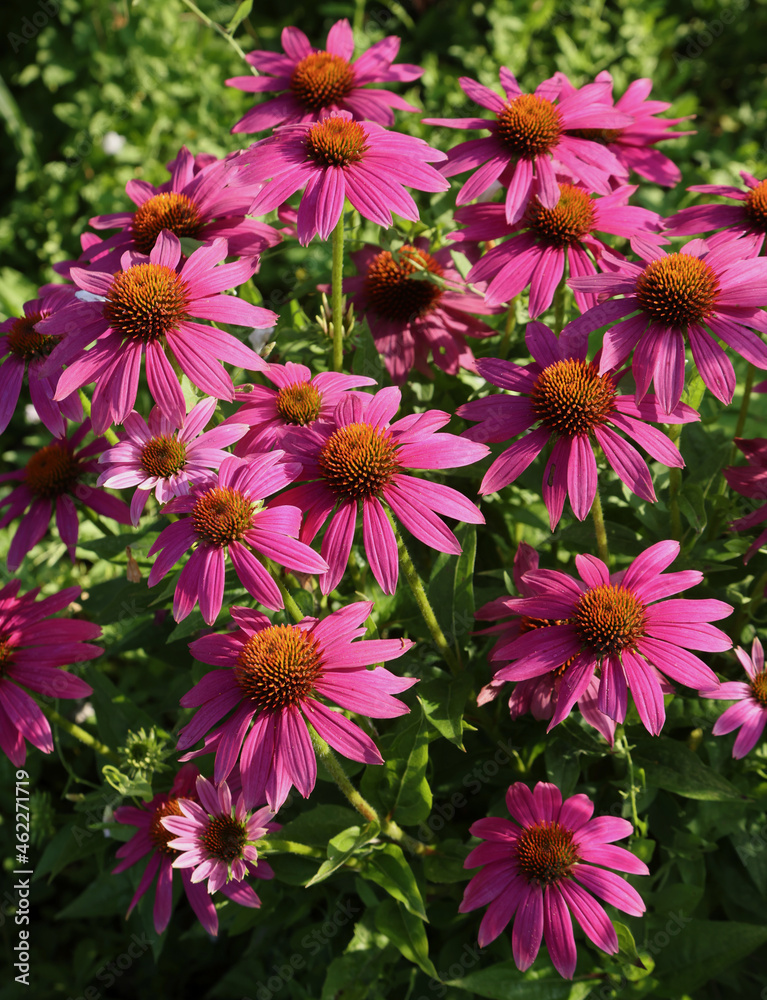 Echinacea purpurea Echinacea purpurea