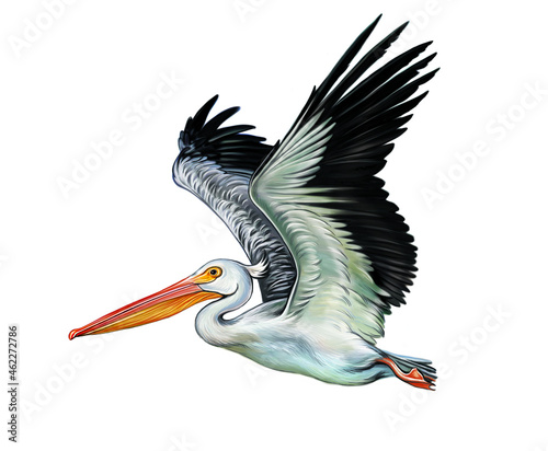 pelican (Pelecanus)
