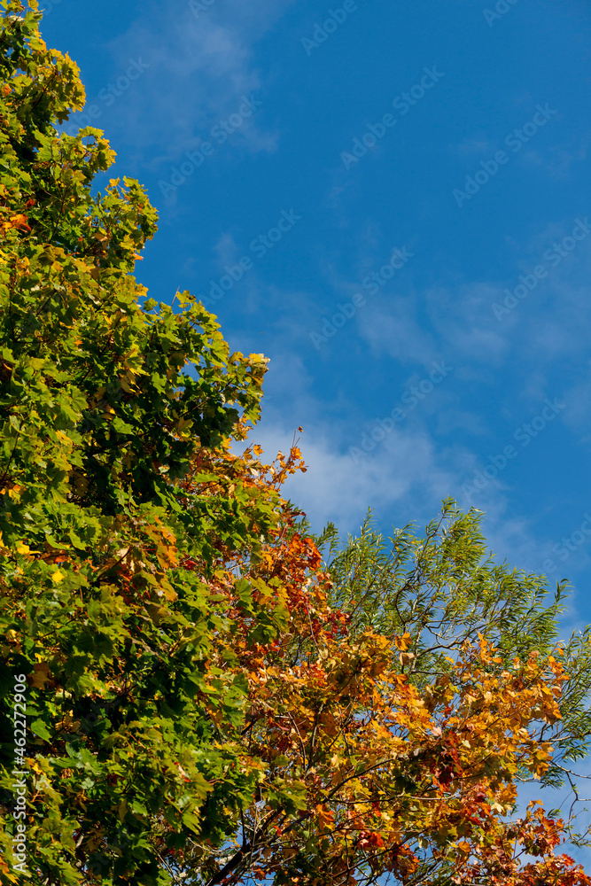 Vibrant Autumn leaves on tree branches against a backdrop of deep blue sky,England,UK.