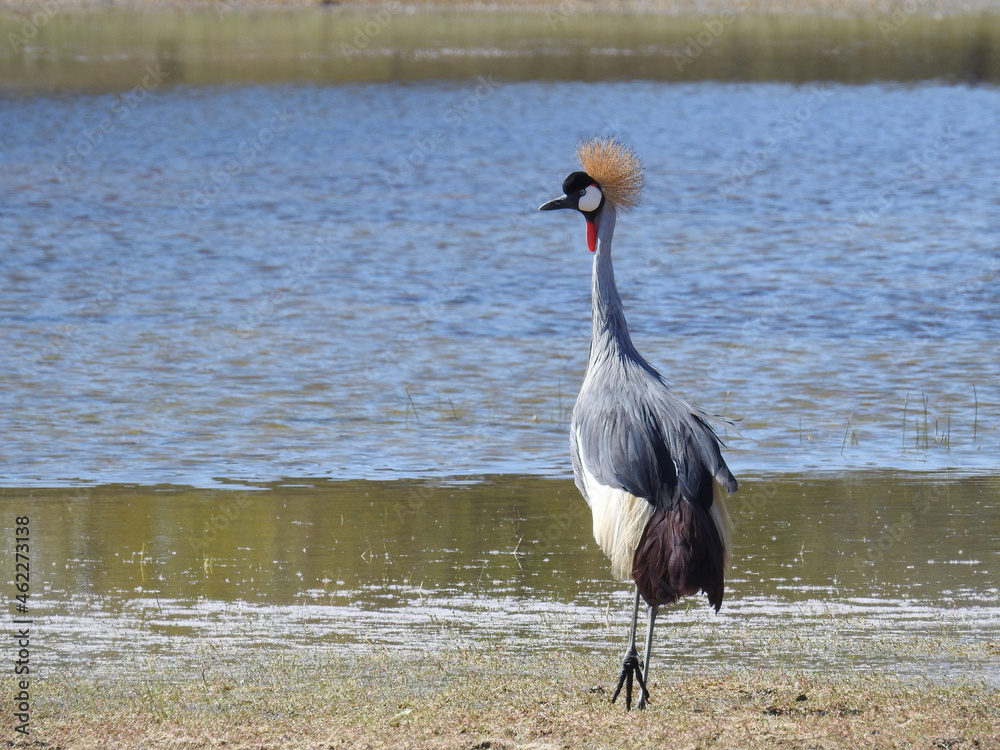 Fototapeta premium Selective of a beautiful Black-crowned crane (Balearica pavonina) near the pond