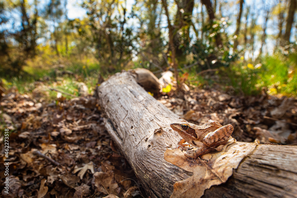 Fototapeta premium Grenouille agile, Rana dalmatina