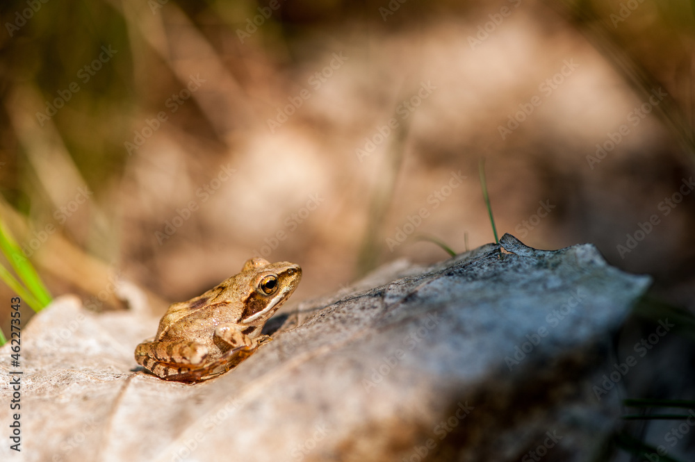 Obraz premium Grenouille agile, Rana dalmatina