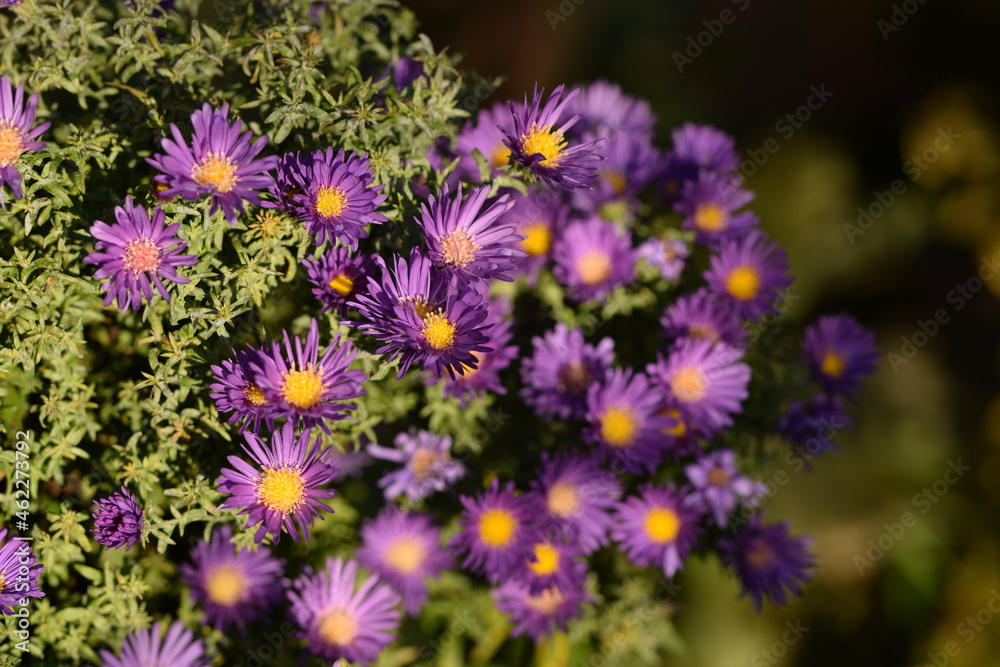 European Michaelmas daisy, aster amellus flowers, violet flowers in autumn garden. European Michaelmas daisy, aster amellus flowers, violet flowers in autumn garden.