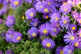 European Michaelmas daisy, aster amellus flowers, violet flowers in autumn garden, autumn flowers background.