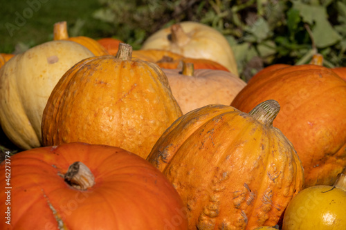 Variety of pumpkins for halloween, photographed in Wisley, Surrey UK on a sunny autumn day.