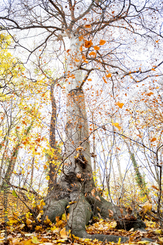 Tall large old maple tree with autumn yellow leaves and thick roots grows in the forest on fine October or November day. Nature, season specific, ecology, environment