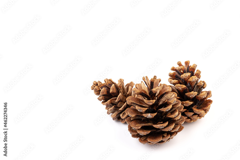 Pine cones isolated on a white background, photography Pine cones isolated on a white background, photography