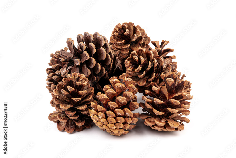 Pine cones isolated on a white background, photography Pine cones isolated on a white background, photography