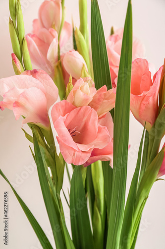 Gorgeous gladiolus flowers on color background  closeup