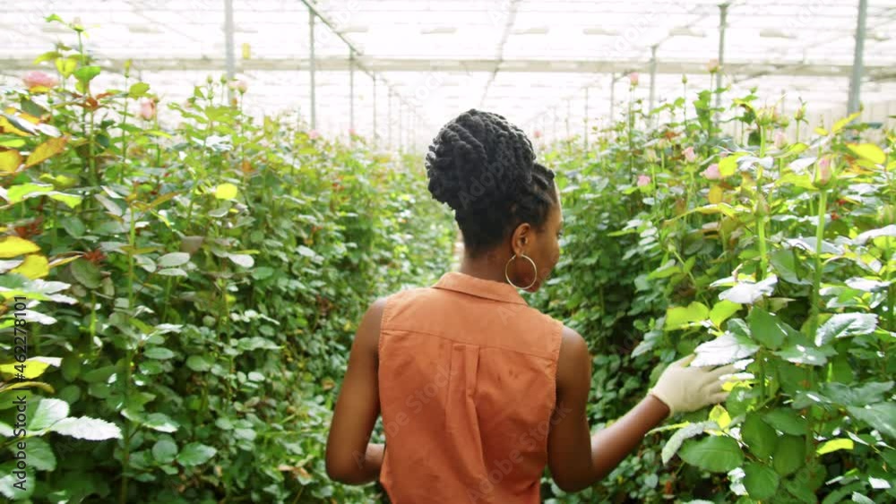 Following shot African American woman in gloves walking through flower greenhouse and checking roses
