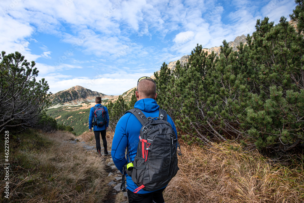 Hiker on a hiking trail in the mountain rhododendron zone. Dill valley in the High Tatras. 