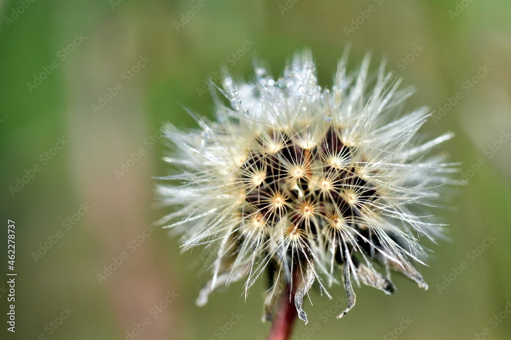 Weiße Blumensamen mit Wassertröpfchen Weiße Blumensamen mit Wassertröpfchen