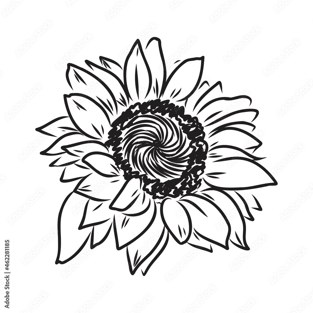 Sunflowers Hand drawn sketches of sunflowers. sunflower vector Sunflowers Hand drawn sketches of sunflowers. sunflower vector