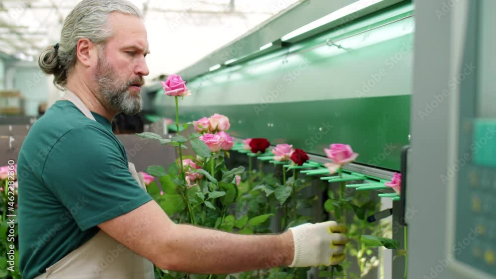 Middle age male worker in gloves and apron loading roses on conveyor of flower processing machine at factory Middle age male worker in gloves and apron loading roses on conveyor of flower processing machine at factory