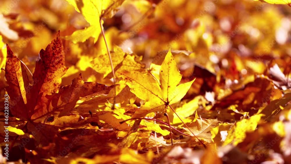 Super slow motion of falling autumn maple leaves. Filmed on high speed cinema camera, 1000 fps.