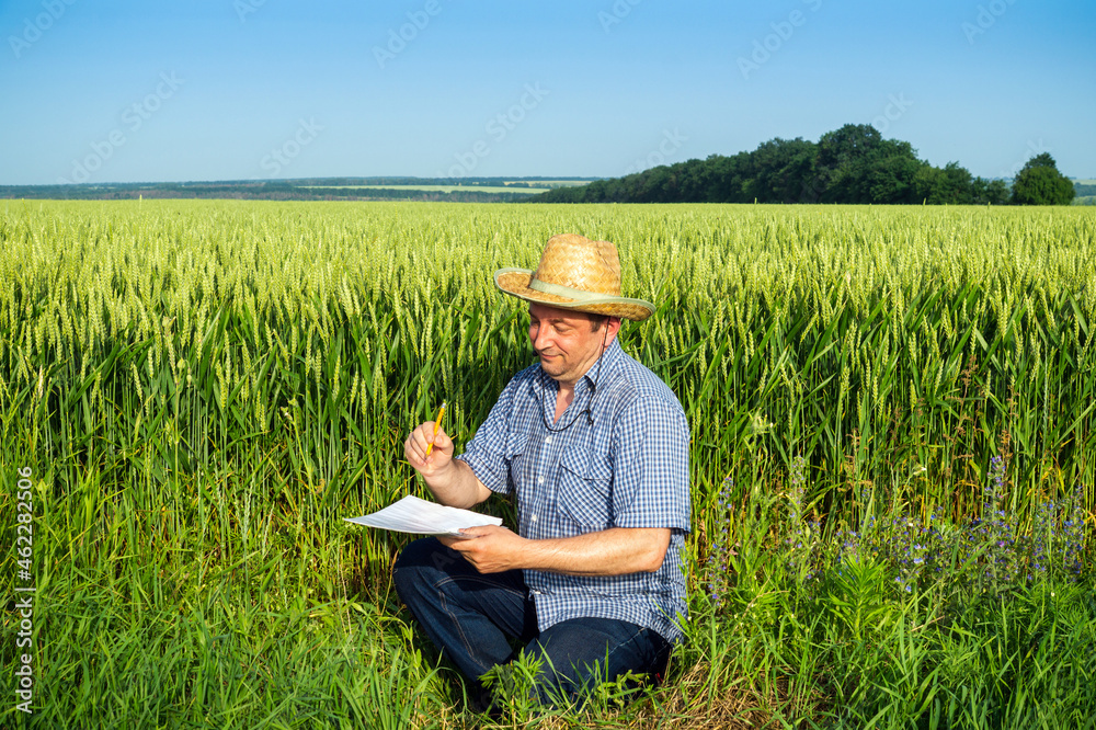 Senior farmer writes a plan for growing wheat in the field. The idea of caring for a plantation for a good harvest. Senior farmer writes a plan for growing wheat in the field. The idea of caring for a plantation for a good harvest.