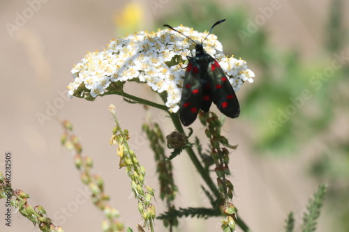buterfly on a flower