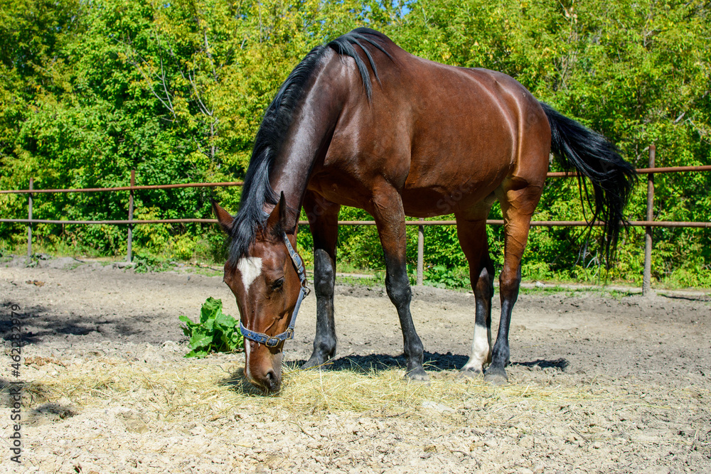 Obraz premium Large red horse, close-up. The horse on the farm eats grass. Young stallion in the countryside.