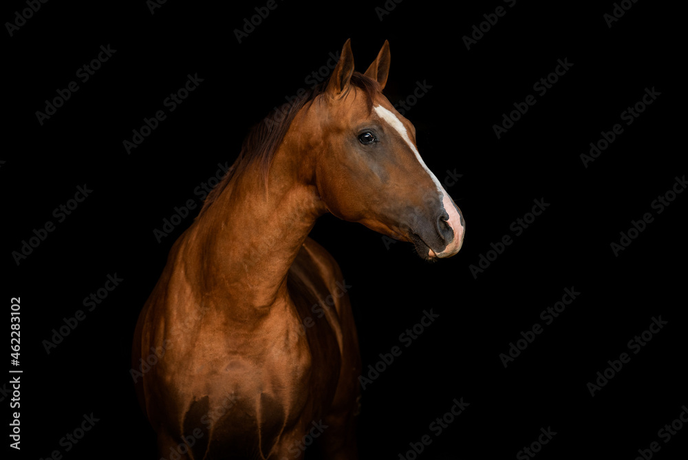 Fototapeta premium Portrait of don breed horse isolated on black background