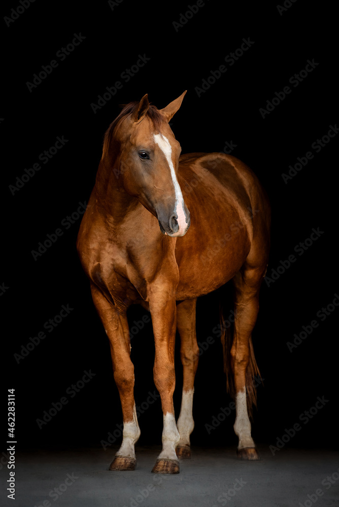 Obraz premium Don breed horse isolated on black background
