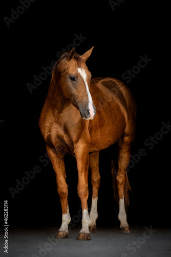 Don breed horse isolated on black background