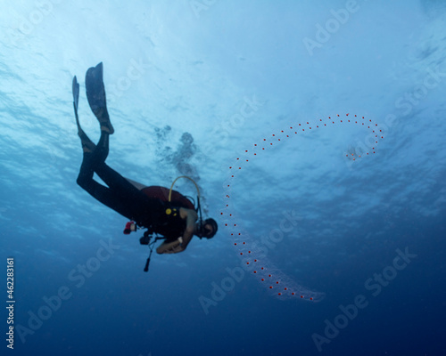 Salp chain with a diver in the background in Maldives