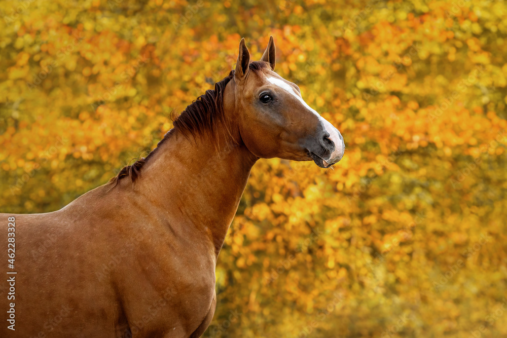 Portrait of Don breed horse in autumn. Russian golden horse. Portrait of Don breed horse in autumn. Russian golden horse.