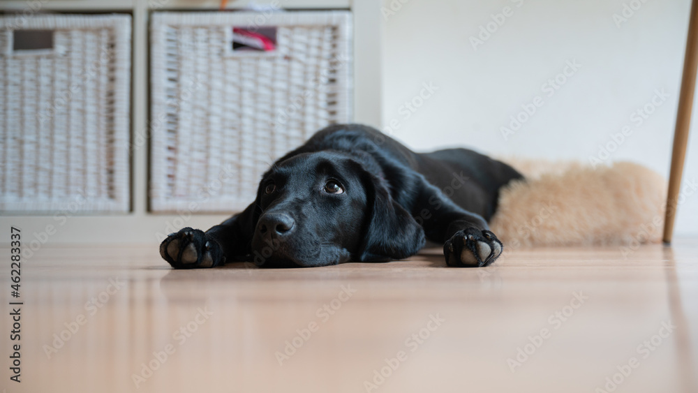 Cute black labrador puppy lying on the floor at home