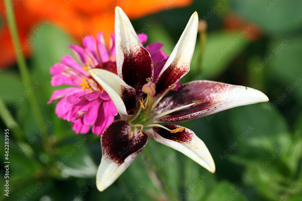 red gerbera flower on the background of other lily flowers red gerbera flower on the background of other lily flowers