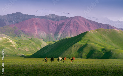 The rainbow mountains of the Pamir-Alai mountain range near Lenin Peak in the Alai Valley, horses graze on the plains of the valley at an altitude of 3500 m above sea level. Alay district, Kyrgyzstan