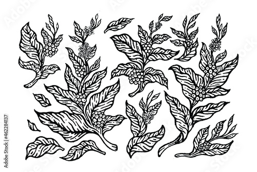 set of coffee tree branches with flowers, leaves and beans. Natural style pencil sketch.