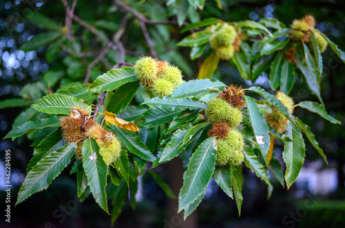 A branch of a sweet chestnut tree showing the fruit and leaves. The sweet chestnut is the tree that bears the edible chestnut, the nut that is traditionally roasted over an open fire in winter.