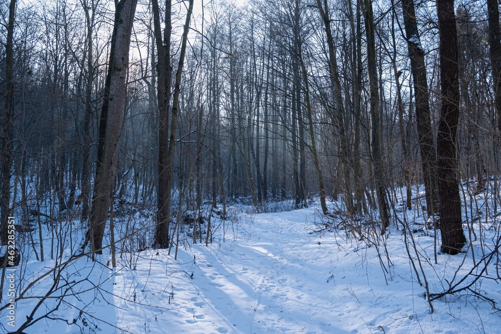narrow and winding dirt road, animal footprints in snow, winter forest on sun dawn, bare trees, desolate route for skiing and hiking, nature explore and active rest concept